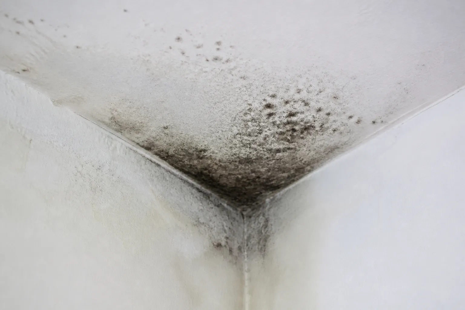 Moisissures noires dans un angle de plafond