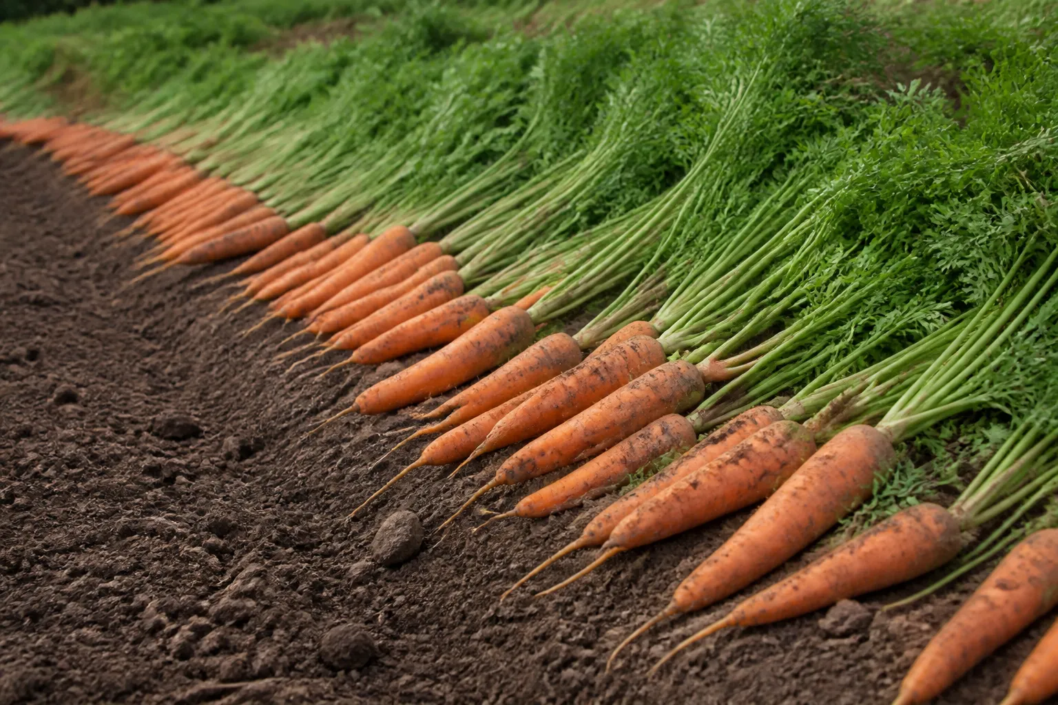 Carottes de sol alignees sur un terrain